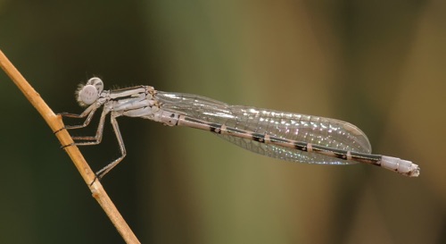 Male
11July 2011 CO